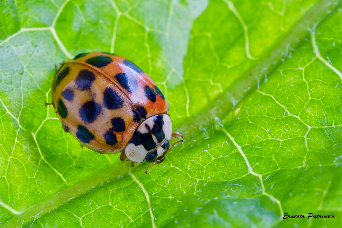 coccinella da identificare